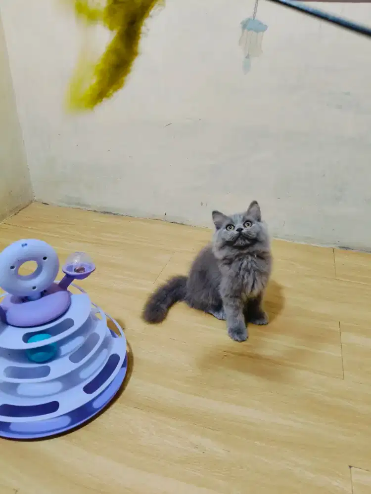 Kitten Persia betina