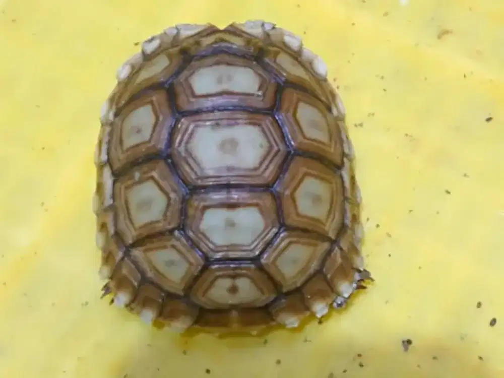 Kura Sulcata 6,5-7cm ( Bisa Pilih )