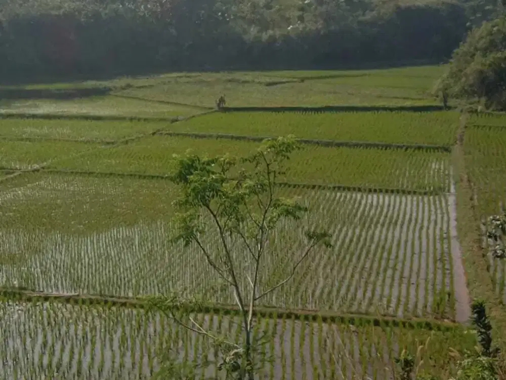 Sawah Produktif 1200 m, 1 km Dr Pintu Tol Darangdan, Purwakarta