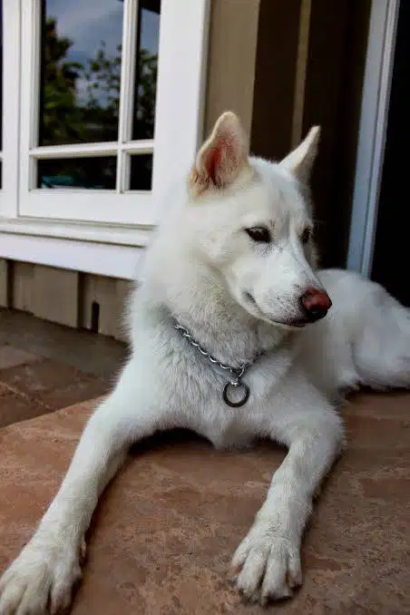 HUSKY MIX SAMOYED