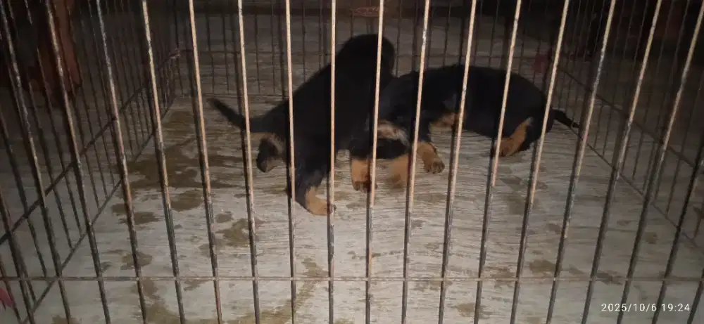 Rottweiler non stbm