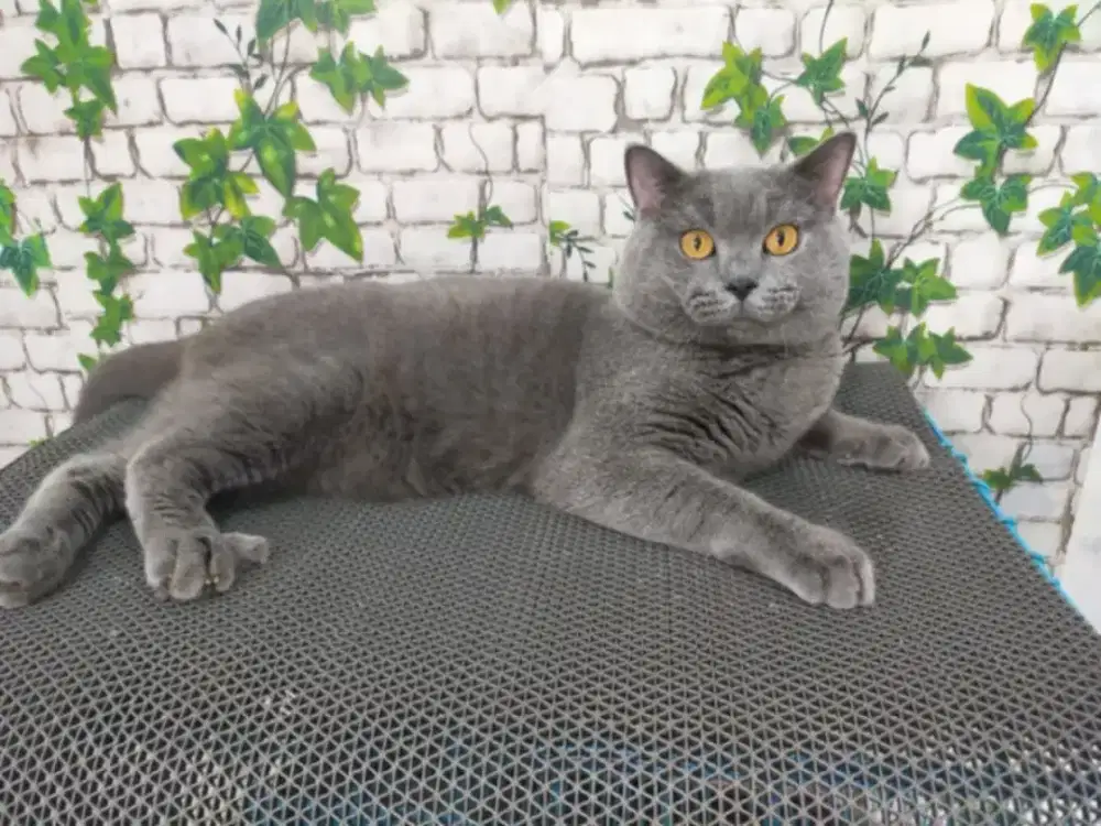 Kucing bsh British shorthair jantan jago kimpoy