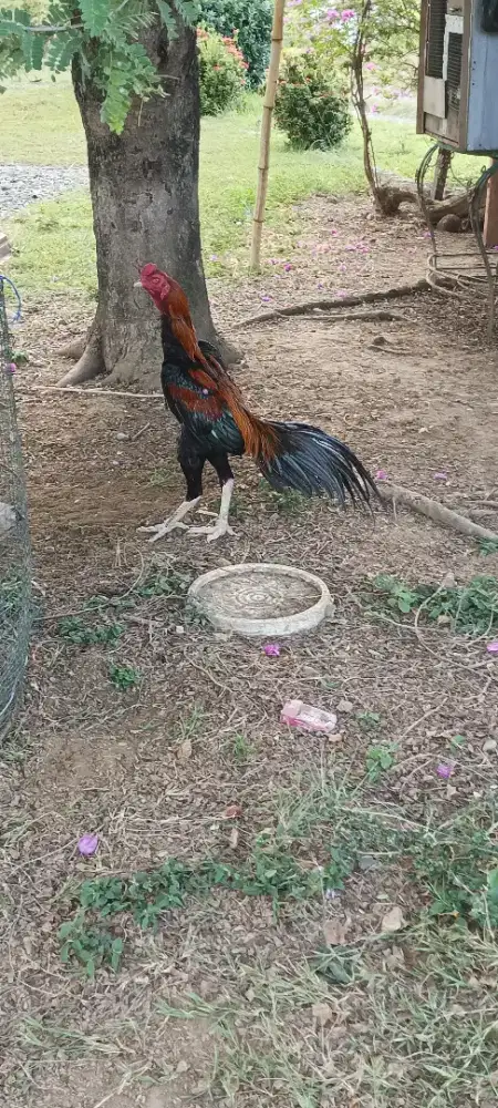 Jual Ayam Jantan