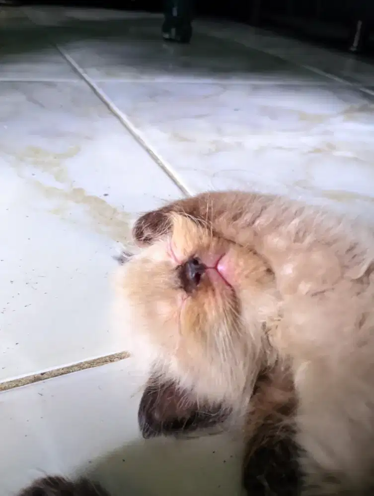 L.A Himalaya kecil