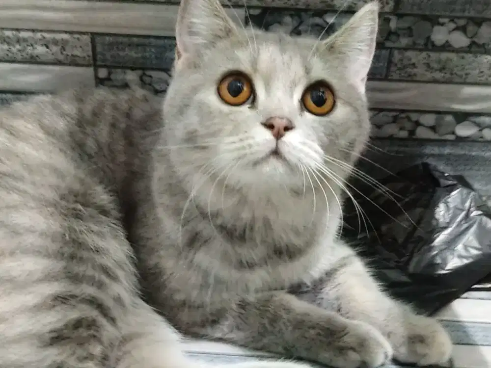 BSH umur 3.5 bulan