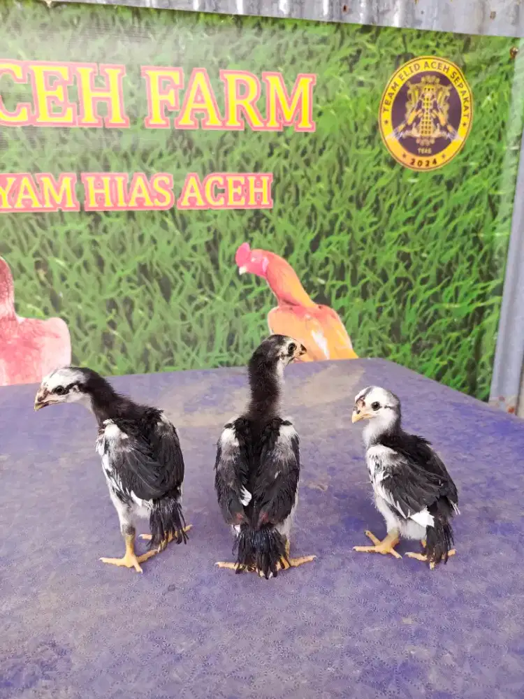 Ayam aseel parrot ori