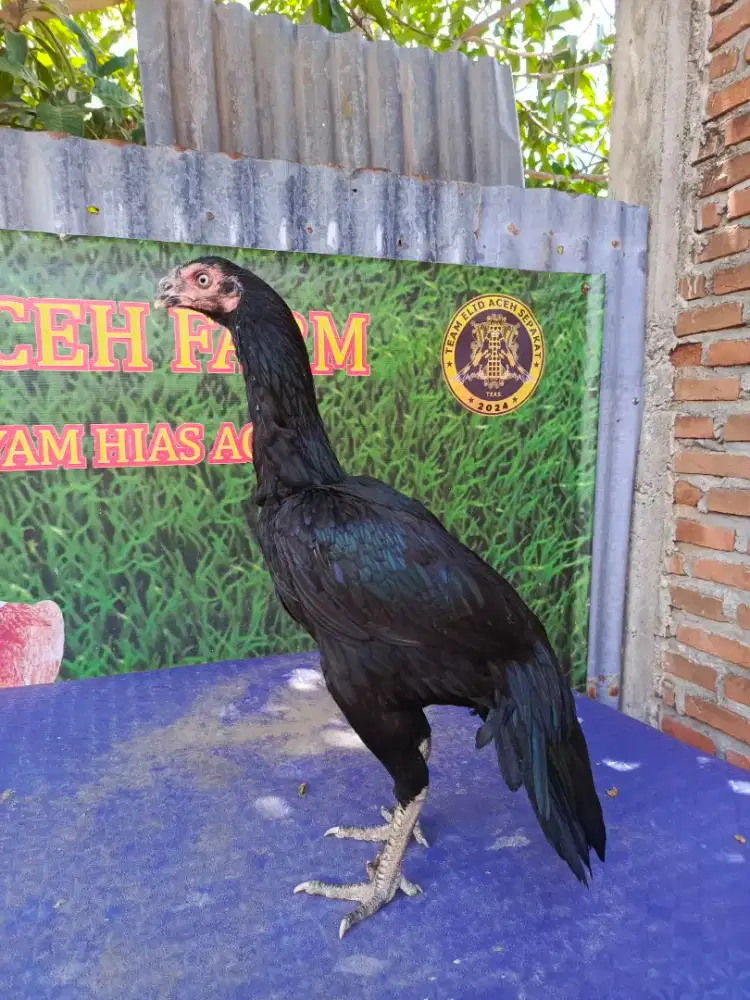 Betina aseel parrot ori