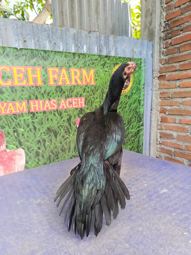 Ayam aseel parrot ori