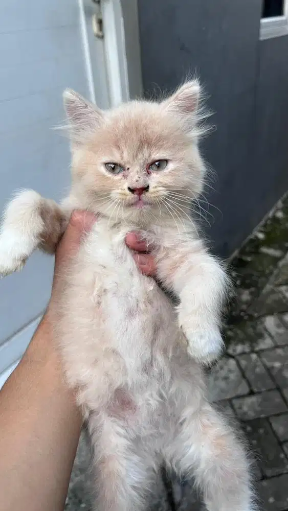 Kucing Persia Medium