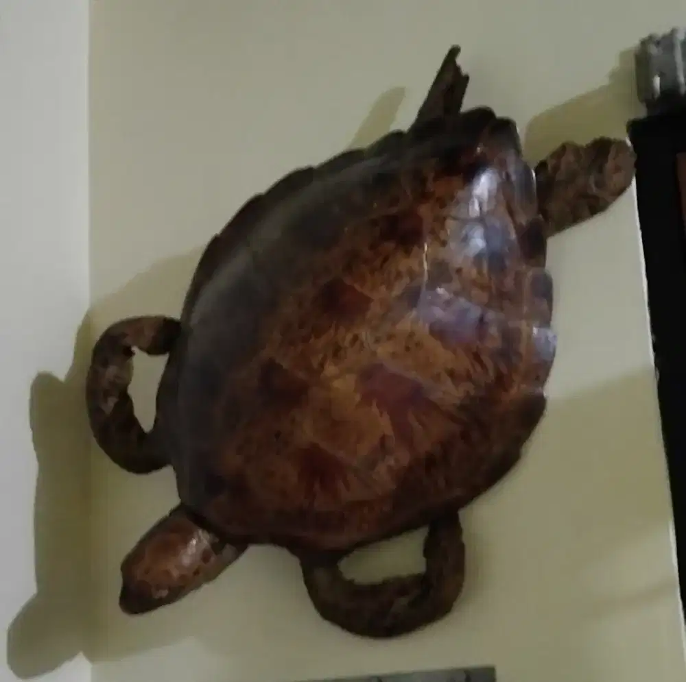 Hiasan dinding rumah kura