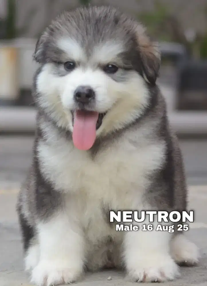Alaskan Malamute Jantan 2 bulan Stamboom vaksin