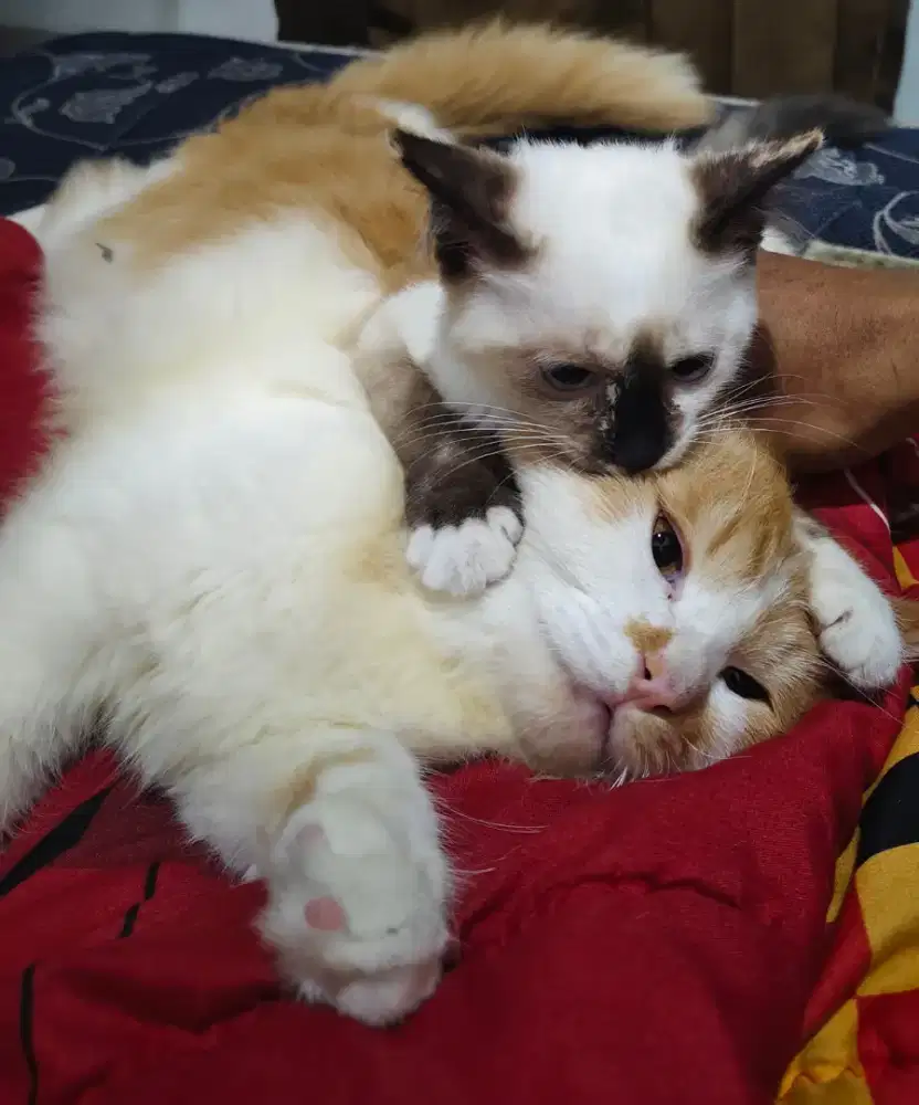 Jasa jaga kucing