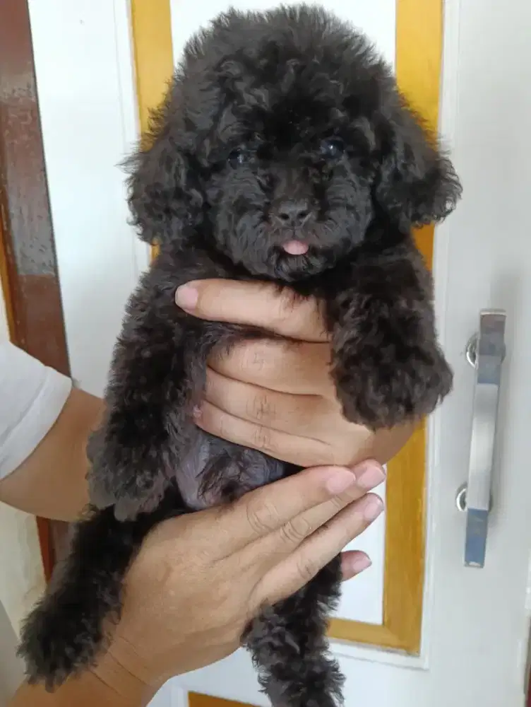Toy poodle betina black usia 2 bulan