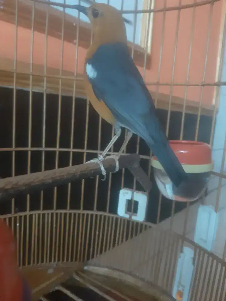 Burung anis merah