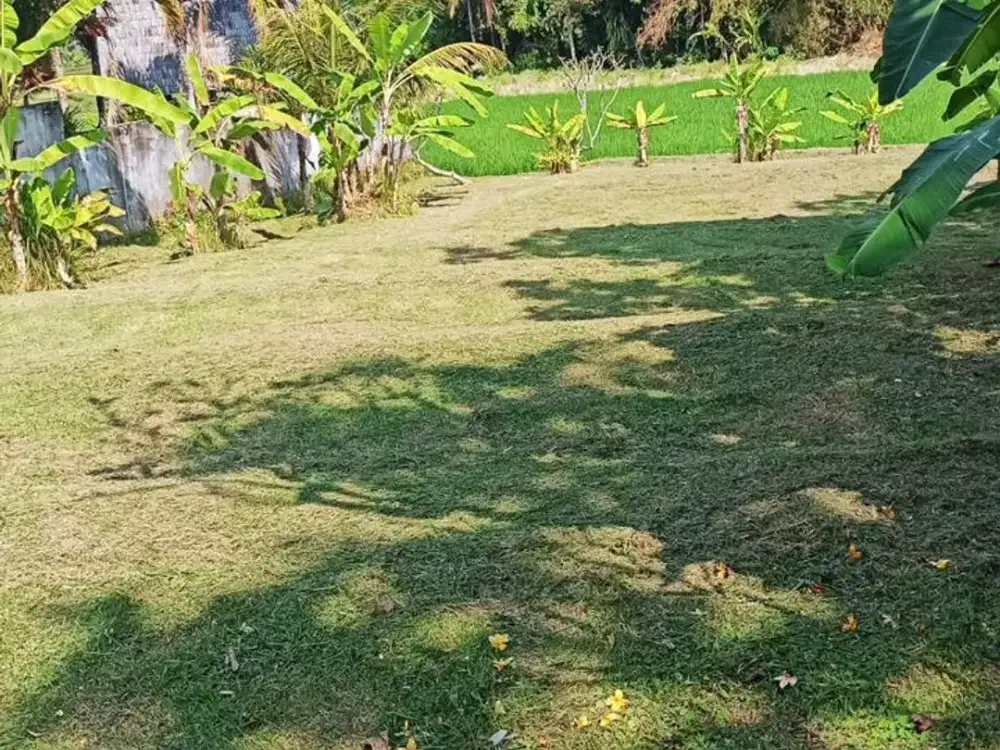 Di Jual Tanah Premium Kedungu Jalan Botle Kawasan Premium