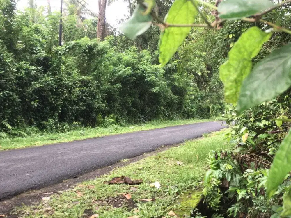 Dijual Lahan Murah View Sawah Tabanan