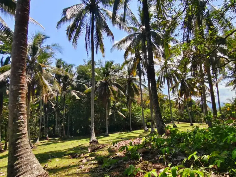 DIJUAL / FREEHOLD Tanah 88Are View Gunung, View Sawah, View Jungle