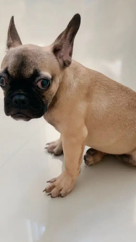 French Bulldog Betina Stamboom