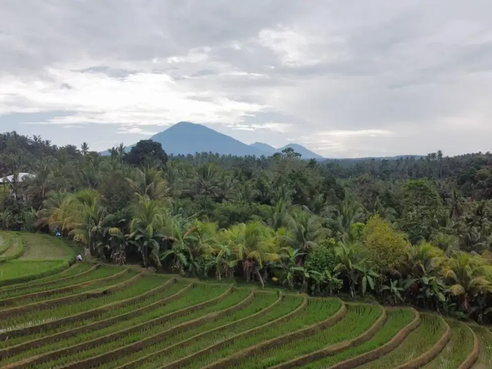 Di jual tanah sangat cocok untuk Glamping Tabanan
