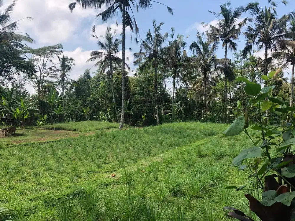 Land For Sale at Gianyar near Central Ubud