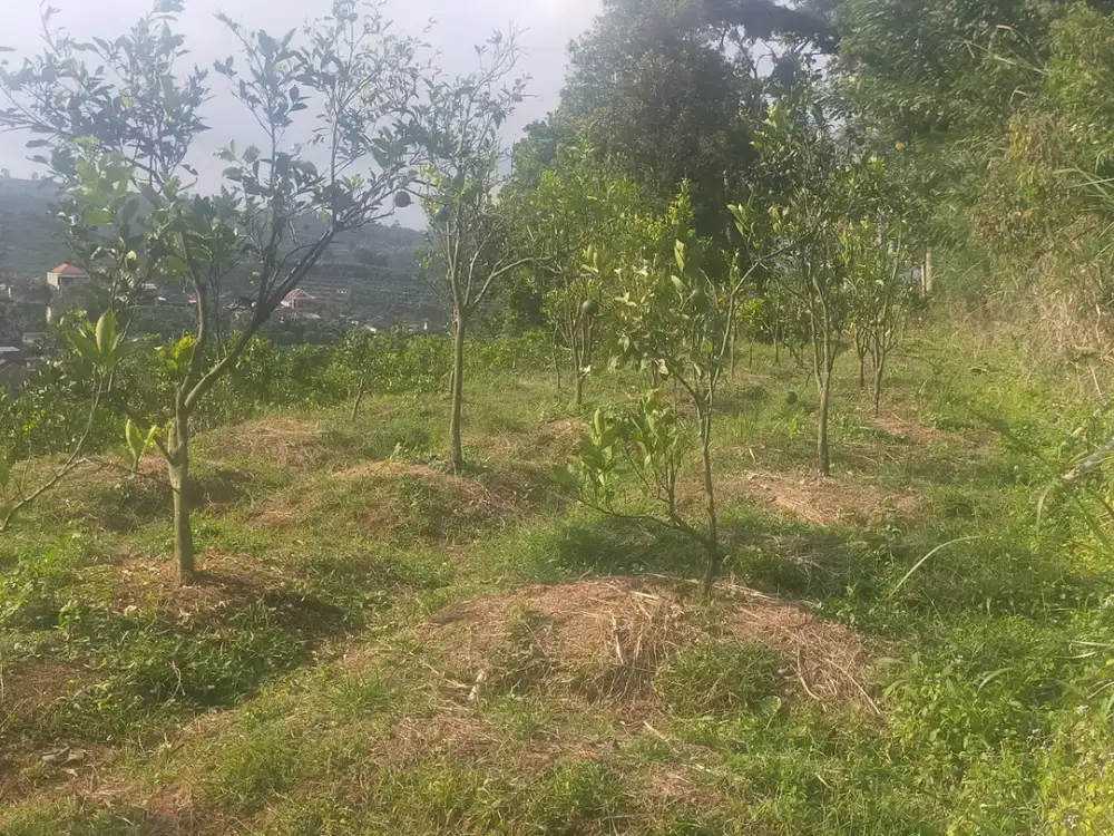 dijual rugi 250rb per m², Kebun Jeruk di Dau dekat pwec