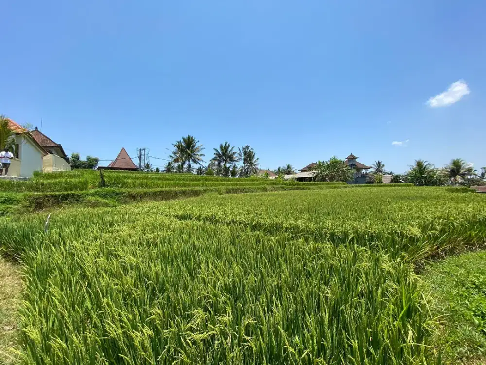 Freehold Land Kenderan Ubud with Amazing View