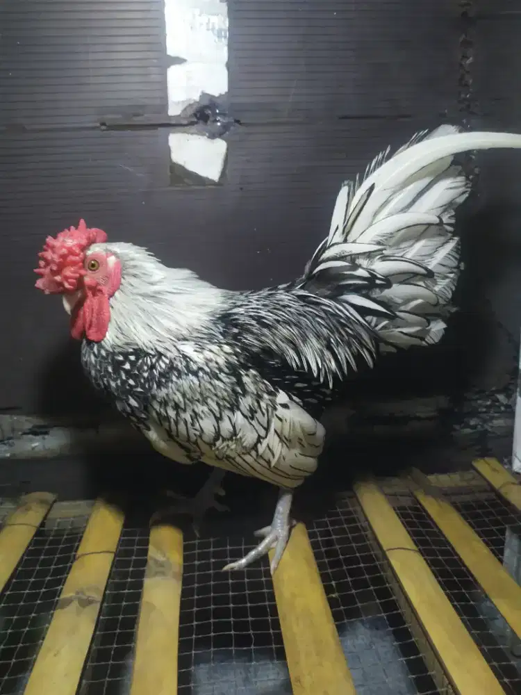 Ayam Batik Itali jantan