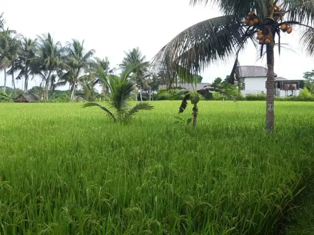 Tanah Murah Istimewa Under Market Valuedi Singakerta Ubud, Gianyar