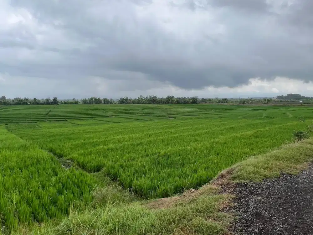 Di Jual Tanah Tibubiu Kerambitan, Tabanan Bali.
