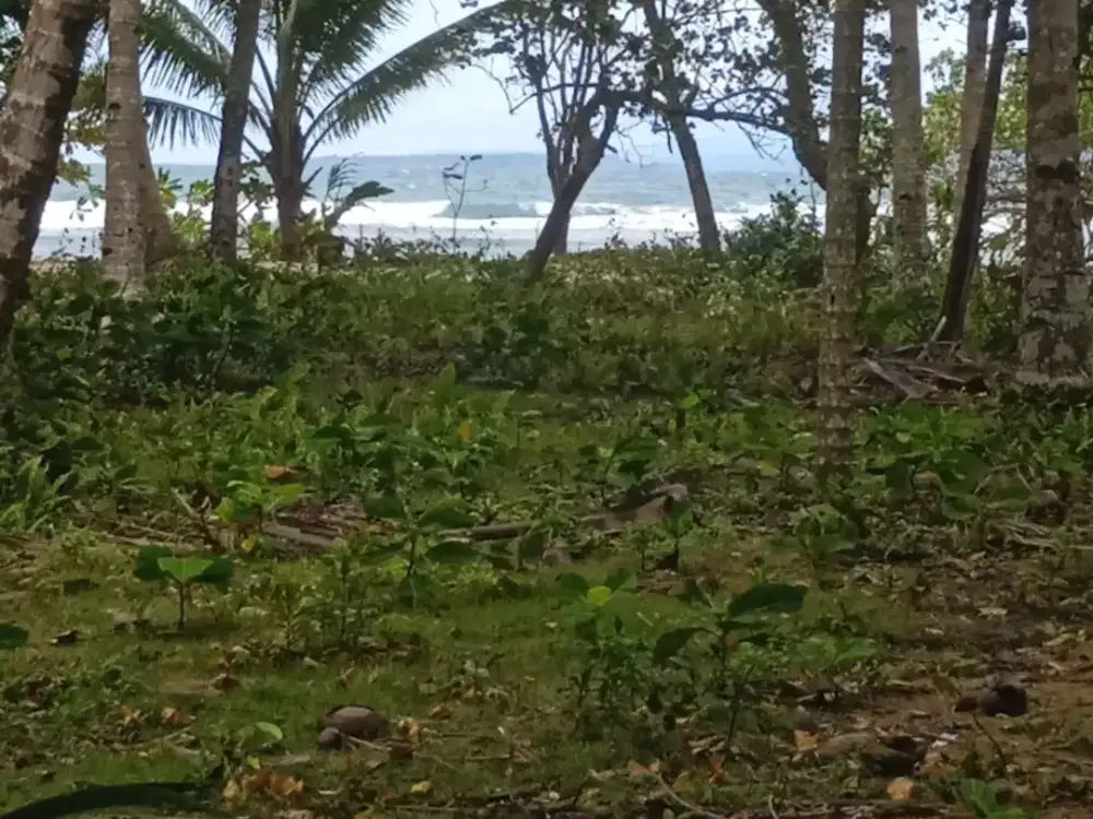 tanah pinggir pantai dekat labuhan jukung krui
