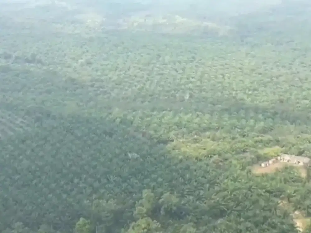 kebun sawit 1000 hektar di way kanan