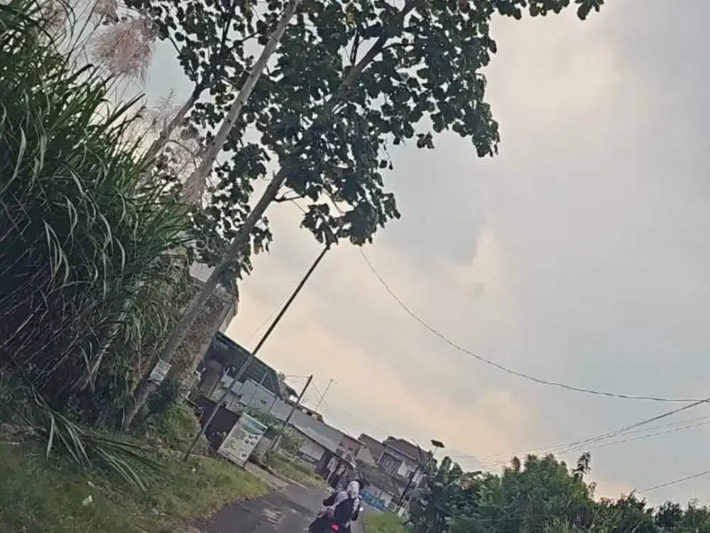 BU SEKALI kebun jeruk pandanrejo wagir pinggir jalan raya TURUN HARGA