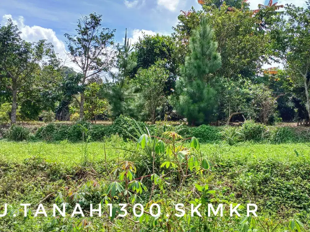 Dijual tanah kebun luas pinggir jalan dekat kota