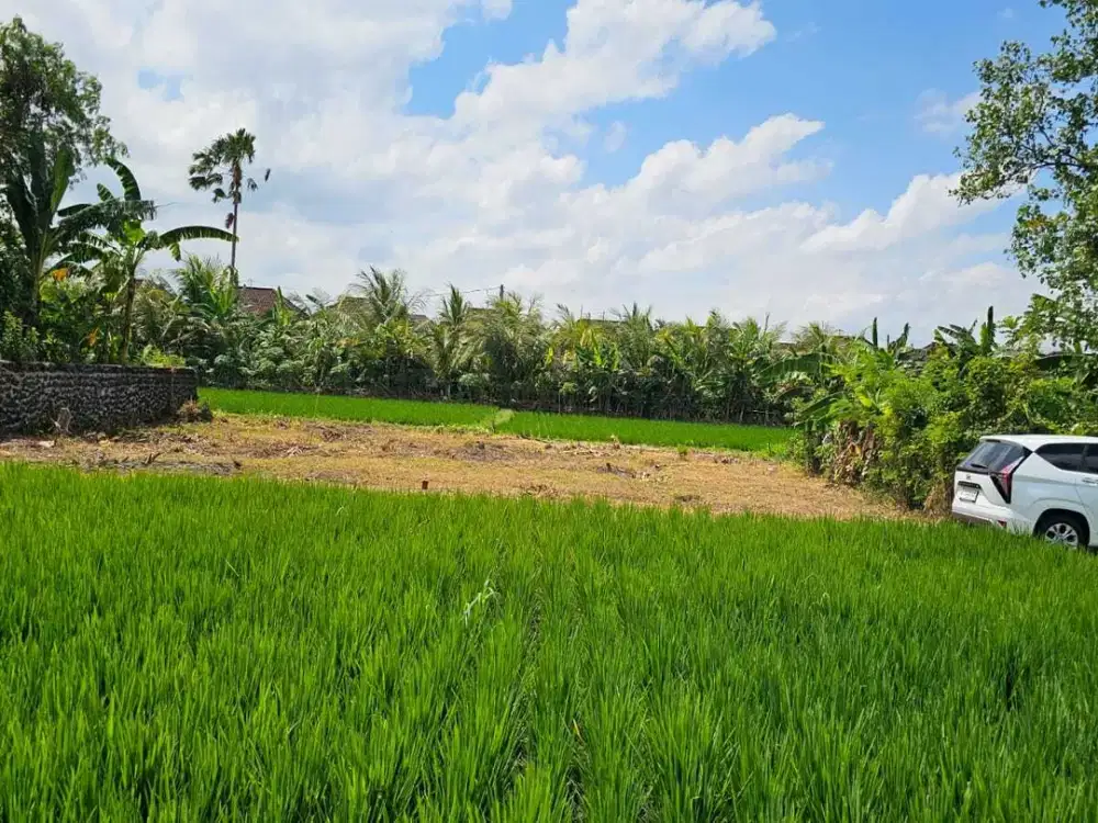 Dijual Tanah di Nyitdah Kedungu View Sawah Depan Belakang