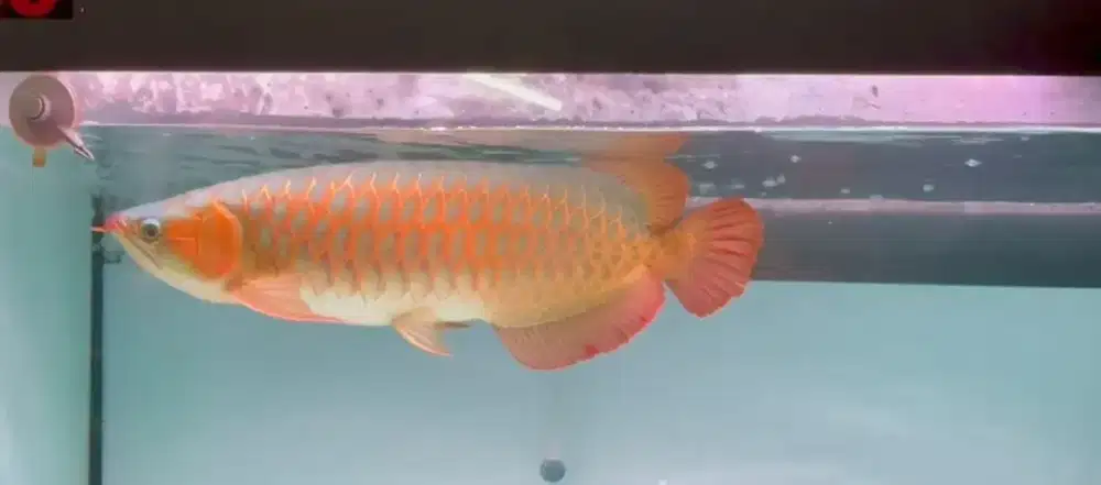 Super Red Jumbo 60cm Up