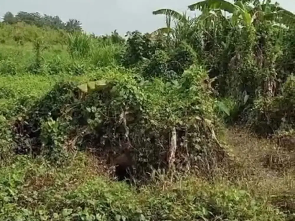 Tanah Langka di Ubud dengan View Sawah Cocok untuk Villa
