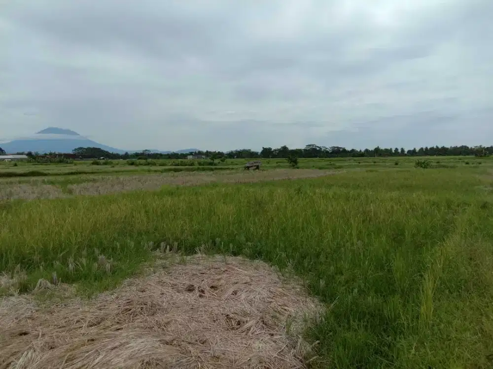 Land For Lease / Rent Ubud Ricefield View