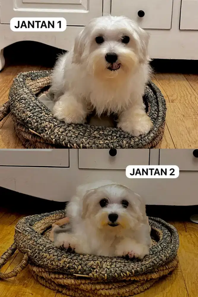 FS Maltese Male Pure Breed