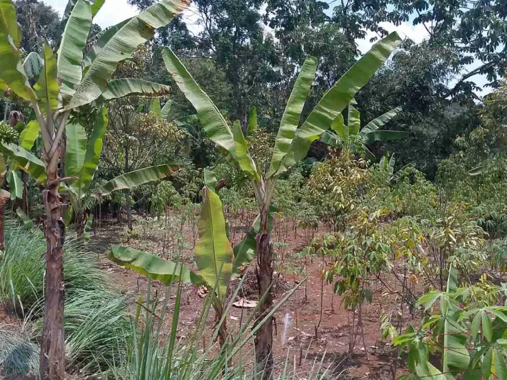 di jual lahan view gunung di megamendung