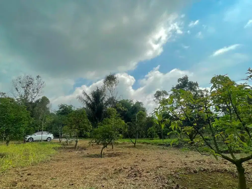 Tanah Kebun Alpukat Cengkeh Akses Mobil di Purwakarta Dijual Murah