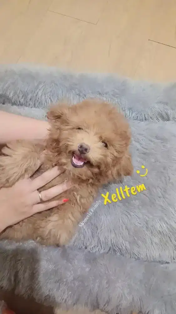Poodle jantan STB perkin