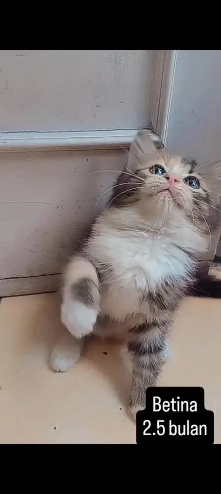 kucing persia kitten