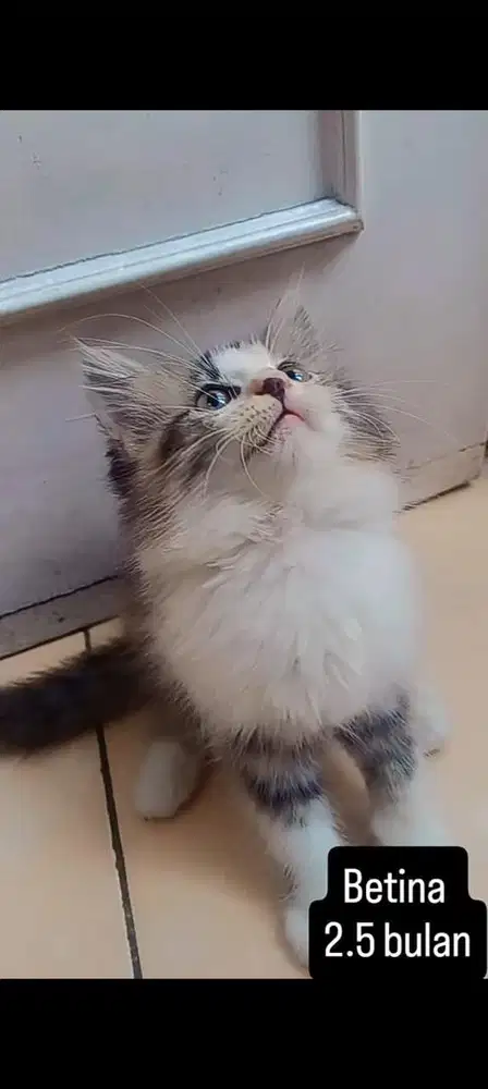 kucing persia kitten