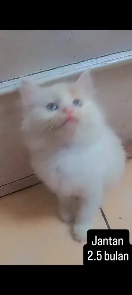 kucing persia kitten
