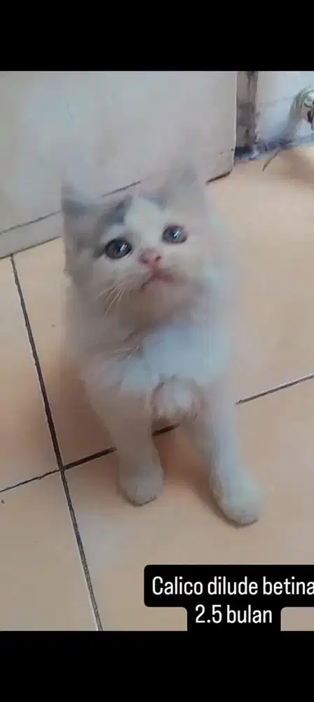kucing persia kitten