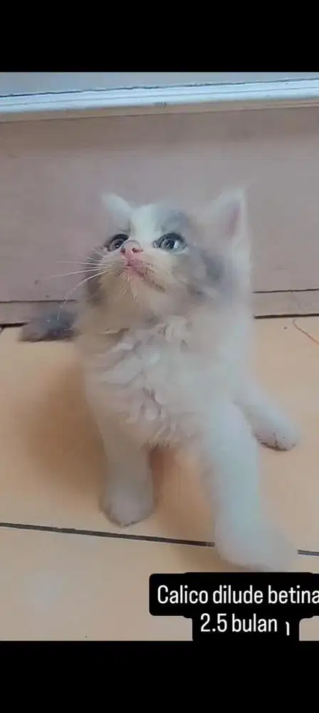 kucing persia kitten