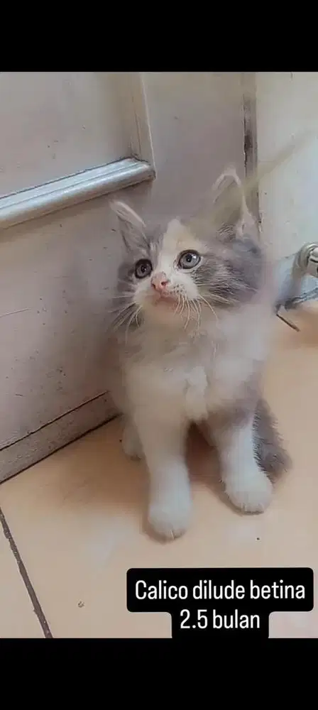 kucing persia kitten