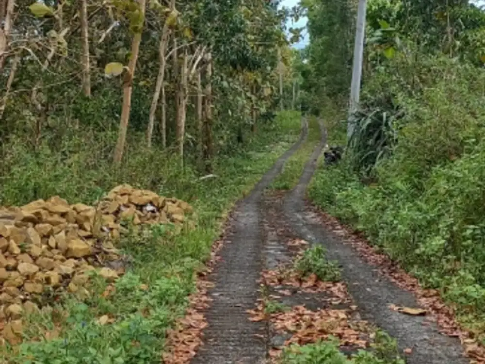 Tanah Murah Bonus Kebun Buah Di Sidomulyo Pengasih
