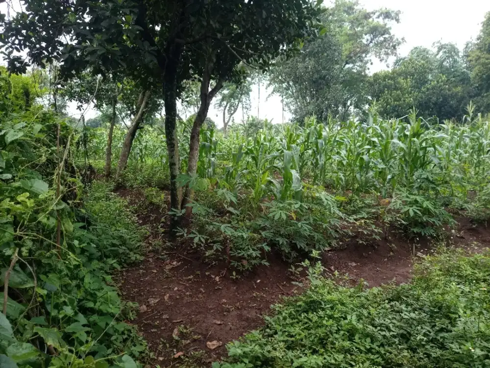 Dijual Tanah Cocok kosan dll  dekat  UNPAD ITB IKOPIN IPDN Jatinangor