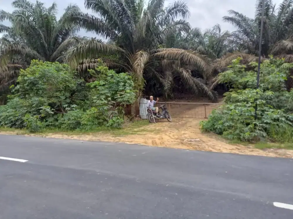 Kebun Sawit belakang Kantor Bupati Sengeti